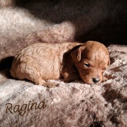Ragina - Red female Cavapoo puppy in Eau Claire, Wisconsin from Fisher River Doodle's