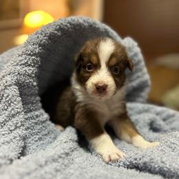 Randy - Red tri-color male Australian Shepherd puppy in Butler, Georgia from Aussies at Howling Hill Farm