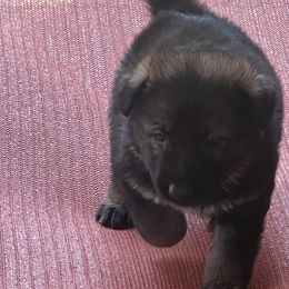 Girl 2 - Sable German Shepherd puppy in Villa Rica, Georgia from Von Wolf GSD’S