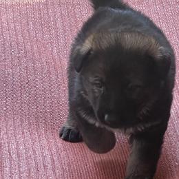 Girl 2 - Sable German Shepherd puppy in Villa Rica, Georgia from Von Wolf GSD’S