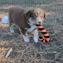 Australian Shepherd puppies from Legacy Ranch Australian Shepherds