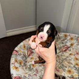 Sam - Black tri male Miniature Australian Shepherd puppy in Sweeny, Texas from Peach Creek Minis