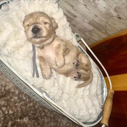 Sleepy - Cream male Dachshund puppy in Atwood, Oklahoma from Holder’s Doxie Farm