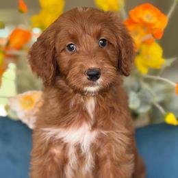 Mustang - Red  female Goldendoodle puppy in Yuciapa, California from AlltheDoodlez_