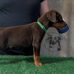 Male 3 - Green Collar - Red and rust male Doberman Pinscher puppy in Spencer, Indiana from Jackson's Dobermans