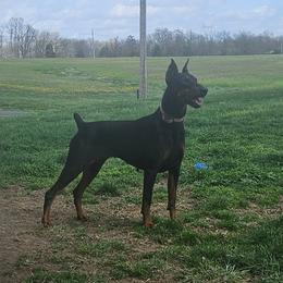 Lorelei - Doberman Pinscher