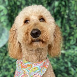 Quinn - Goldendoodle