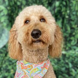 Quinn - Goldendoodle