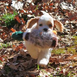 Cocker Spaniel Puppies from Bow-K's Cockers