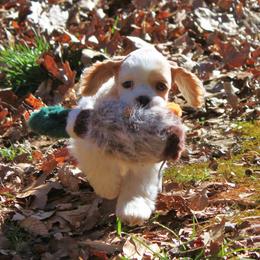 Cocker Spaniel Puppies from Bow-K's Cockers