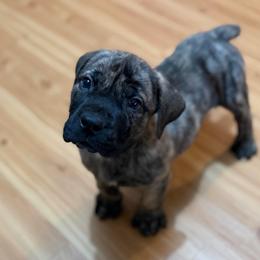 Green-Yellow Collar - Brindle male Boerboel puppy in Wasilla, Alaska from Northland Boerboels