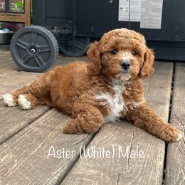 Aster - Red  male Goldendoodle puppy in De Pere, Wisconsin from Kinzor Kennels