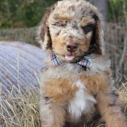 Aussiedoodle Puppies from Gore Doodle Ranch