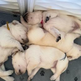 Yellow - Yellow female Labrador Retriever puppy in Orangevale, California from Willow Kane Farm Labrador Retrievers