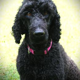 Mavis - Labradoodle