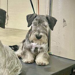 Cesky Terrier All Grown Up from Johnwicki Terriers