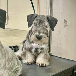 Cesky Terrier All Grown Up from Johnwicki Terriers