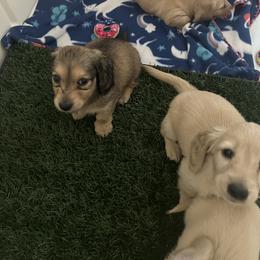 Dachshund Puppies from Honey Creek Dachshunds