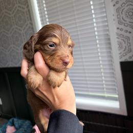 Donut - Chocolate and tan male Dachshund puppy in Middlebury, Indiana from Hoosier Doxies