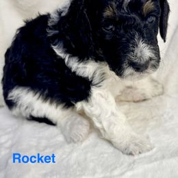 Aussiedoodle Puppies from Dogwood Family Doodles