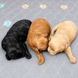 Poodle puppies from His and Hers Poodles and Doodles