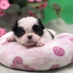 Girl 4 - Black and white female Japanese Chin puppy in Clark County, Nevada from My Pride Poodles & Japanese Chins