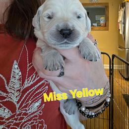Girl 1 - Light golden female Golden Retriever puppy in Waynesburg, Ohio from Avalon English Retrievers