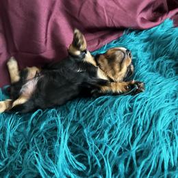 Dachshund Puppies from Dachshund Family Love Breeders