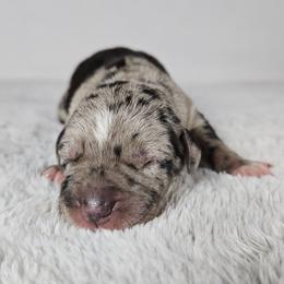 Remington - Blue merle male Catahoula Leopard Dog puppy in Doerun, Georgia from Twig & Tail Puppies