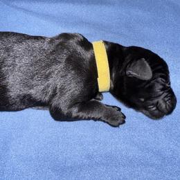 Yellow Collar - Black female Giant Schnauzer puppy in La Pine, Oregon from Oregon Giant Schnauzers LLC