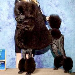 Poodles from NyZu