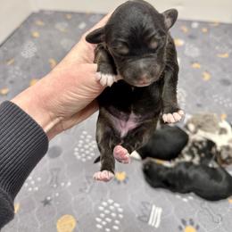 Girl 2 - Black tri-color female Aussiedoodle puppy in Heber City, Utah from Junipersdoodles