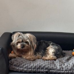 Lexi - Yorkshire Terrier