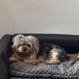Lexi - Yorkshire Terrier