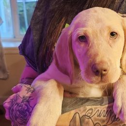 Girl 3 - Yellow Labrador Retriever puppy in Rogue River, Oregon from PNW Labradors