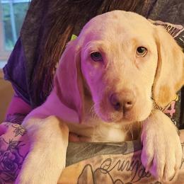 Girl 3 - Yellow Labrador Retriever puppy in Rogue River, Oregon from PNW Labradors