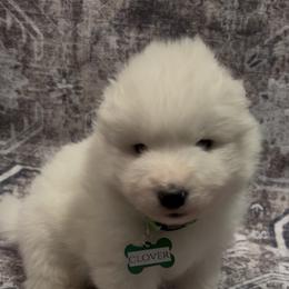 Clover - White female Samoyed puppy in Atkinson, Nebraska from Sandhills Samoyeds