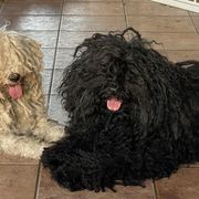 Puli puppies from Bowmaker Pulik