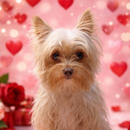 Summer - Yorkshire Terrier
