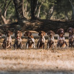German Shorthaired Pointer Puppies from Dem Feuerhaus Gun Dogs