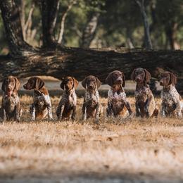 German Shorthaired Pointer Puppies from Dem Feuerhaus Gun Dogs