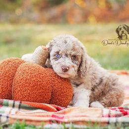 Aussiedoodle Puppies from Dani's Dandy Doodles