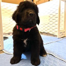 Girl 2 - AKC Registered Dark Pink - Black female Newfoundland puppy in Marshall, Missouri from Majestic Gentle Giants