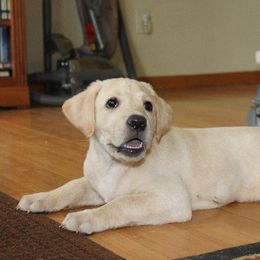 Labrador Retriever Puppies from CRPurdyLabs