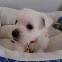 Boy 1 - White male West Highland White Terrier puppy in Cedaredge, Colorado from Bloom Puppies