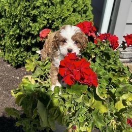Patty - Red female Cavapoo puppy in Mint Hill, North Carolina from DoodleForever