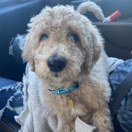 Honey - Goldendoodle