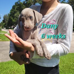 Dany - Gray female Weimaraner puppy in Kingwood, Texas from Desert Rose Weimaraners