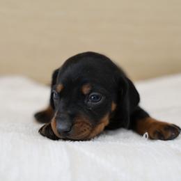 Captain - Black male Dachshund puppy in Jurupa Valley, California from Divine Doxies