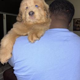 Stone - Red gold male Tibetan Mastiff puppy in Gardena, California from Crown Lion Kennels
